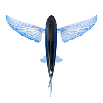 Nomad Flying Fish 200 Electric