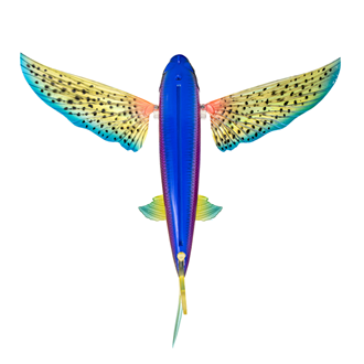 Nomad Flying Fish 200 Sun Spot